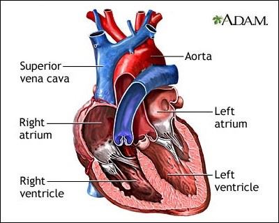 Heart Defects
